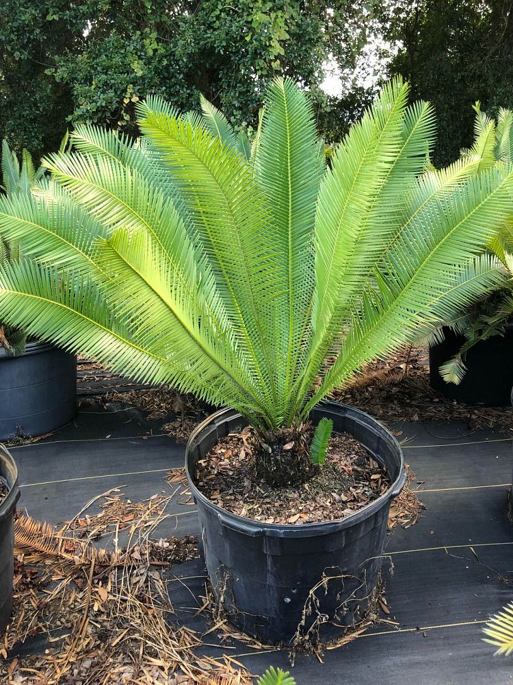 dioon-edule-mexican-fern-palm-cycad