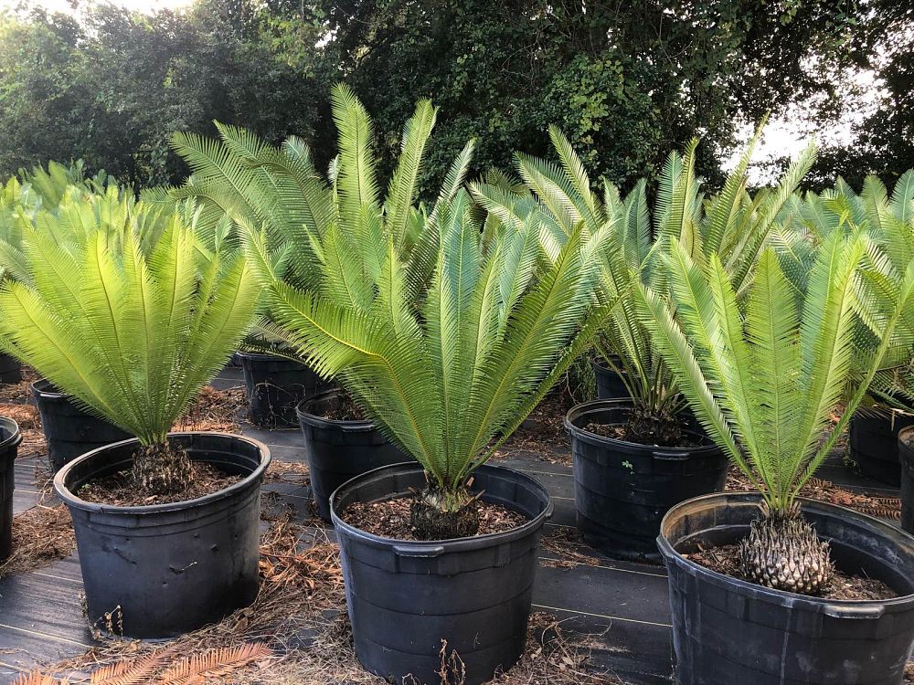 dioon-edule-mexican-fern-palm-cycad