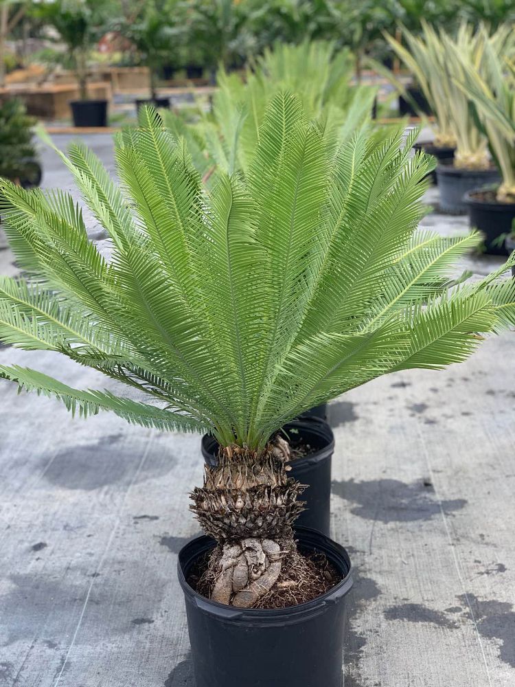 dioon-edule-mexican-fern-palm-cycad