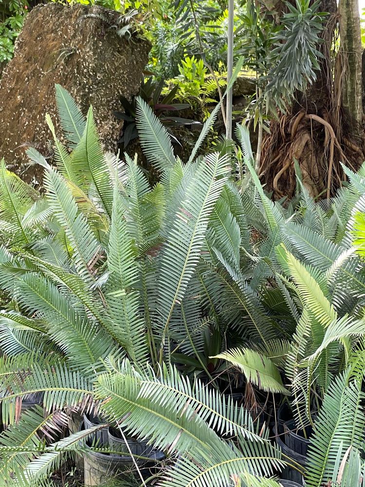 dioon-edule-mexican-fern-palm-cycad