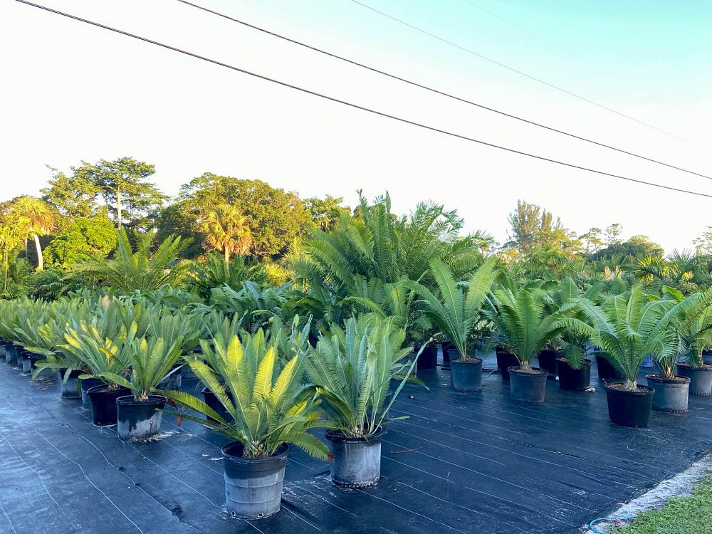 dioon-edule-mexican-fern-palm-cycad