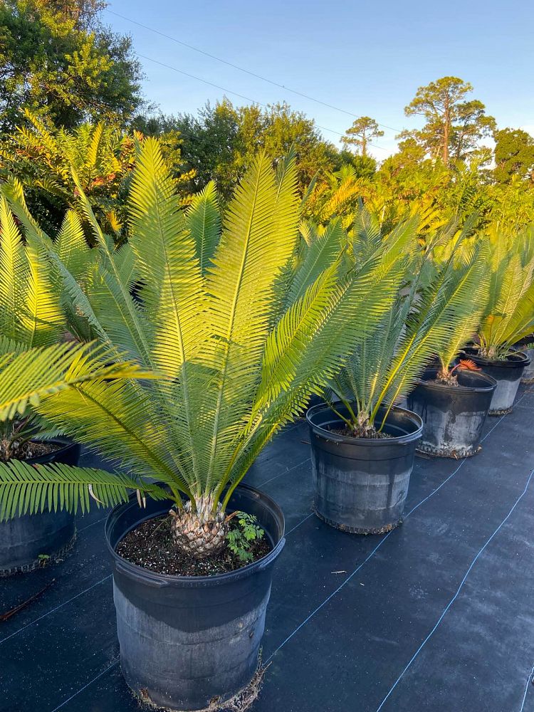 dioon-edule-mexican-fern-palm-cycad