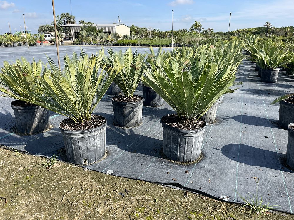 dioon-edule-mexican-fern-palm-cycad