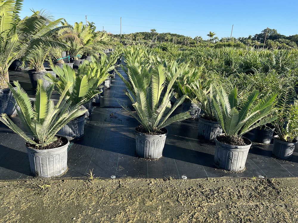 dioon-edule-mexican-fern-palm-cycad