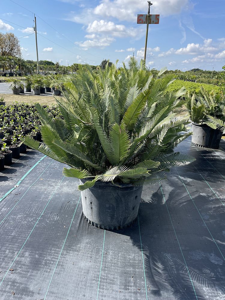 dioon-edule-mexican-fern-palm-cycad