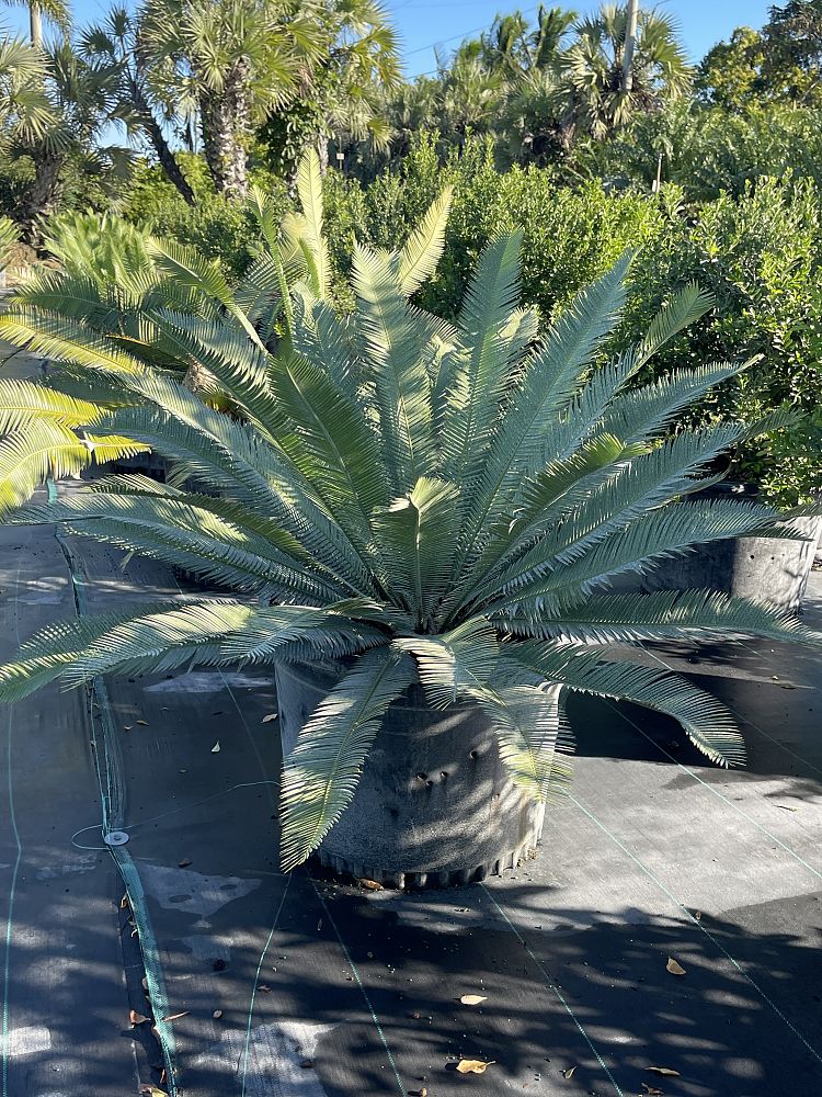 dioon-edule-mexican-fern-palm-cycad