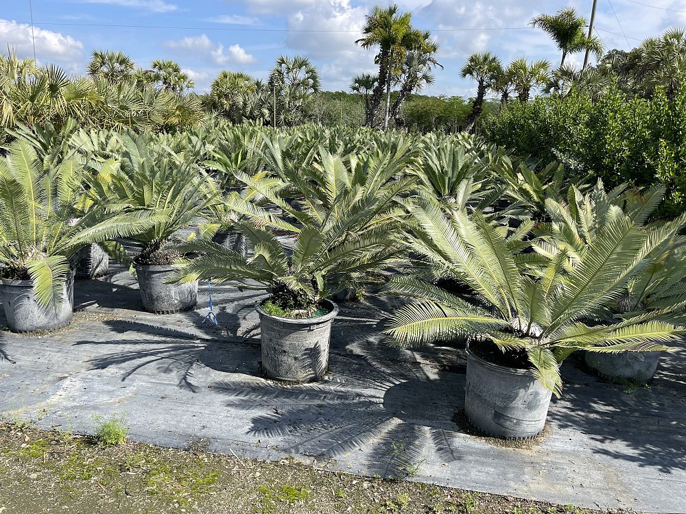 dioon-edule-mexican-fern-palm-cycad