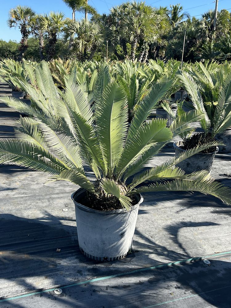 dioon-edule-mexican-fern-palm-cycad