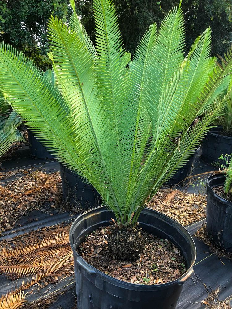 dioon-edule-mexican-fern-palm-cycad