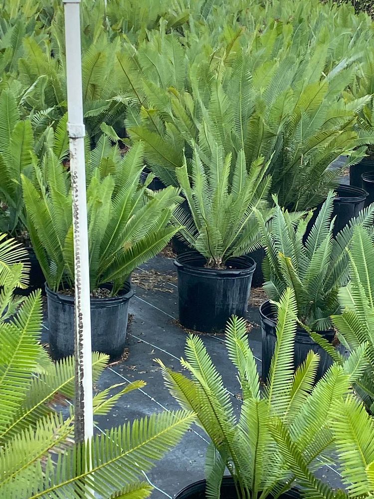 dioon-edule-mexican-fern-palm-cycad