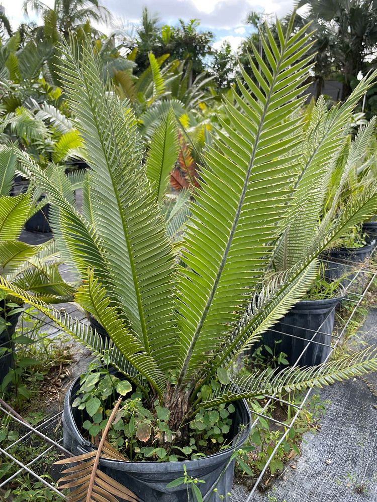 dioon-edule-mexican-fern-palm-cycad