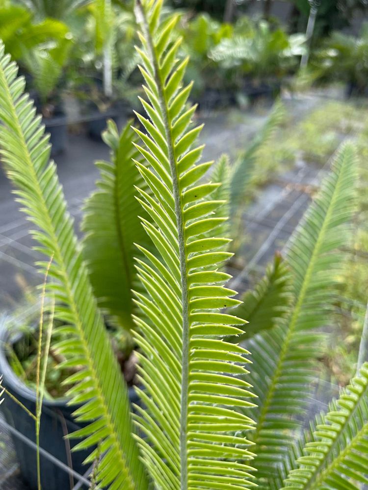 dioon-edule-mexican-fern-palm-cycad