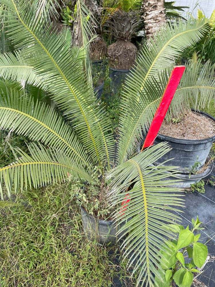dioon-edule-mexican-fern-palm-cycad