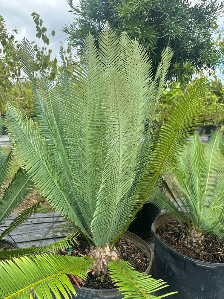 dioon-edule-mexican-fern-palm-cycad