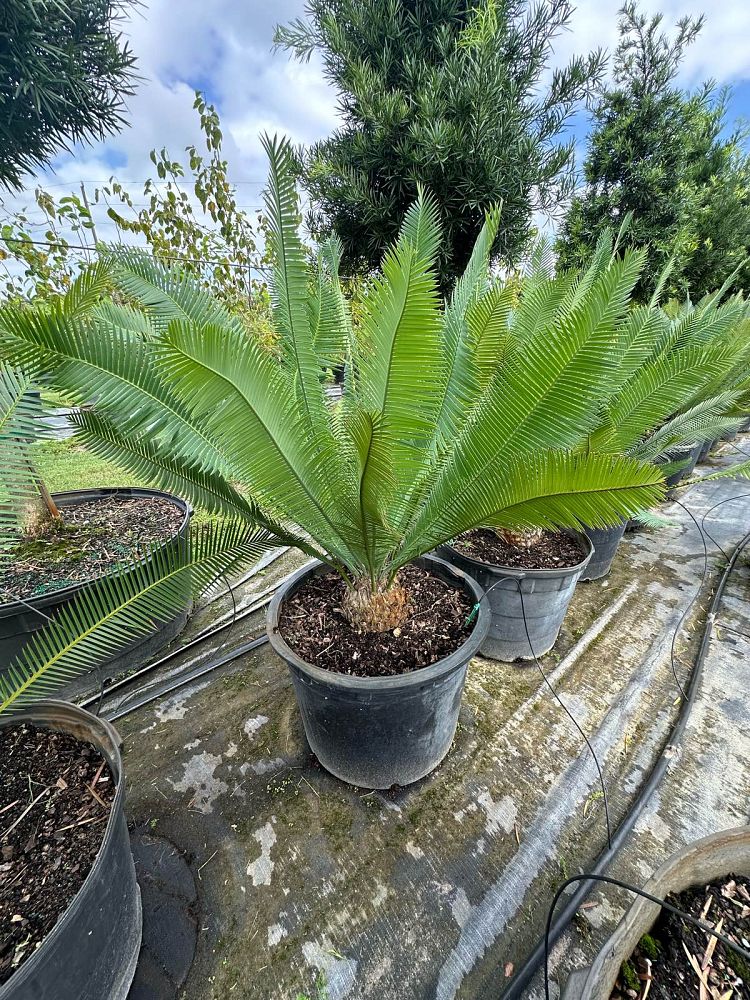 dioon-edule-mexican-fern-palm-cycad