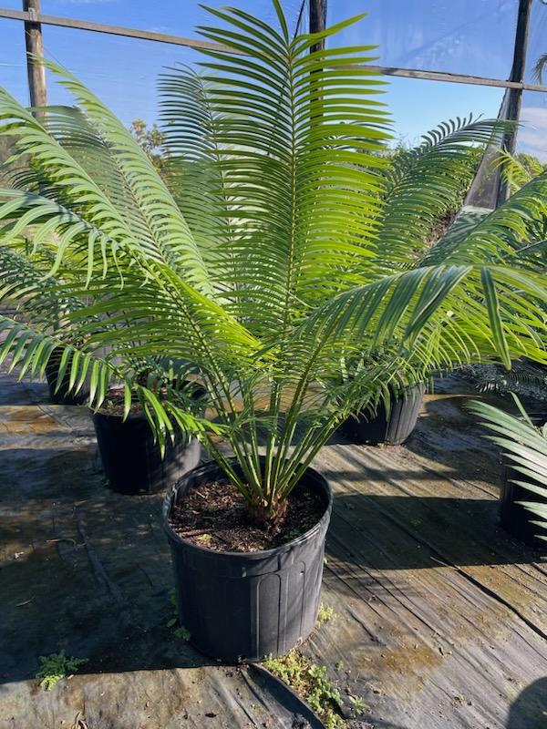 dioon-edule-mexican-fern-palm-cycad