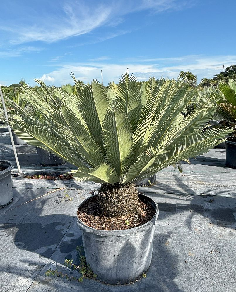 dioon-edule-mexican-fern-palm-cycad