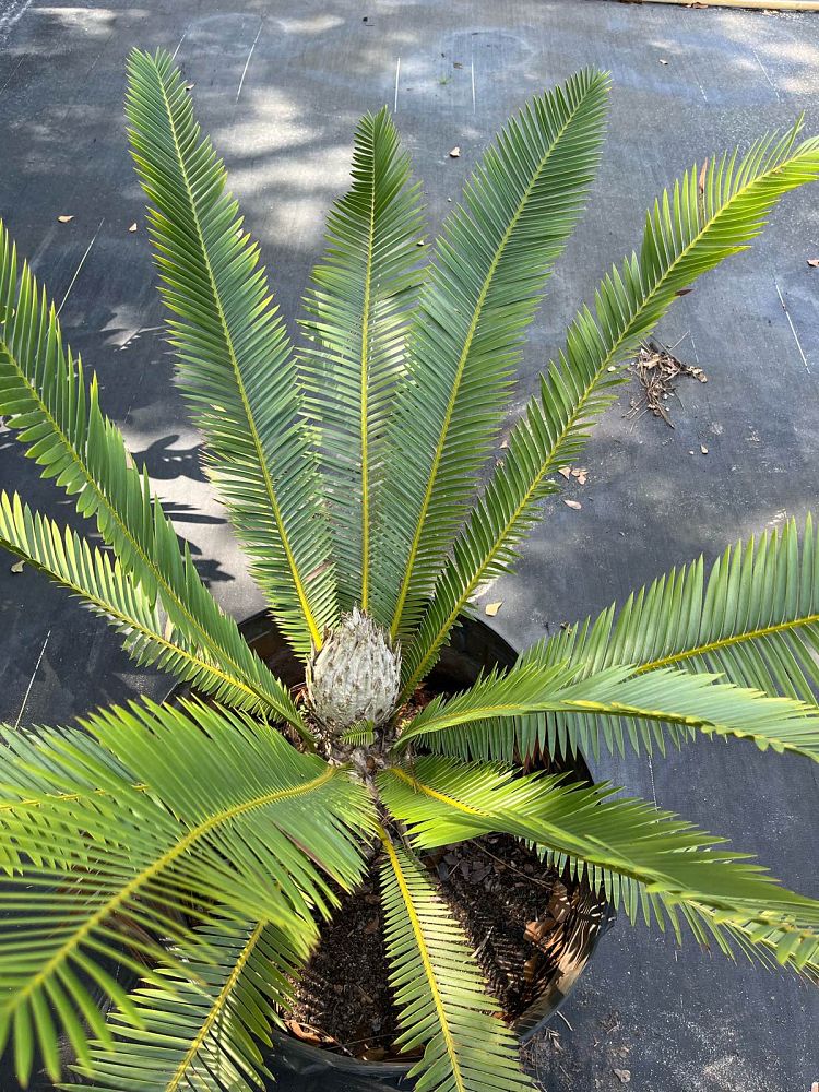 dioon-edule-mexican-fern-palm-cycad