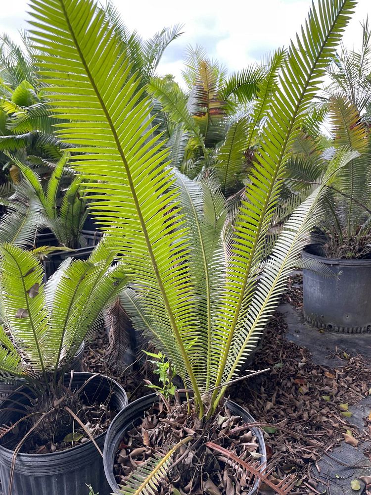 dioon-edule-queretaro-mexican-fern-palm-cycad