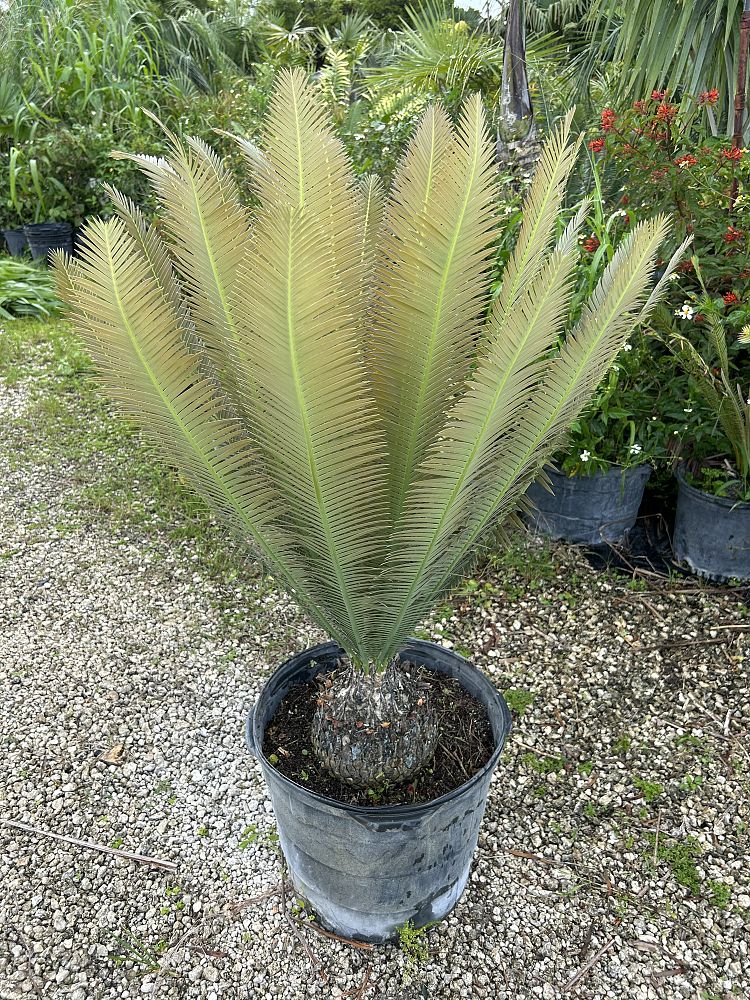dioon-edule-rio-verde-mexican-fern-palm-cycad