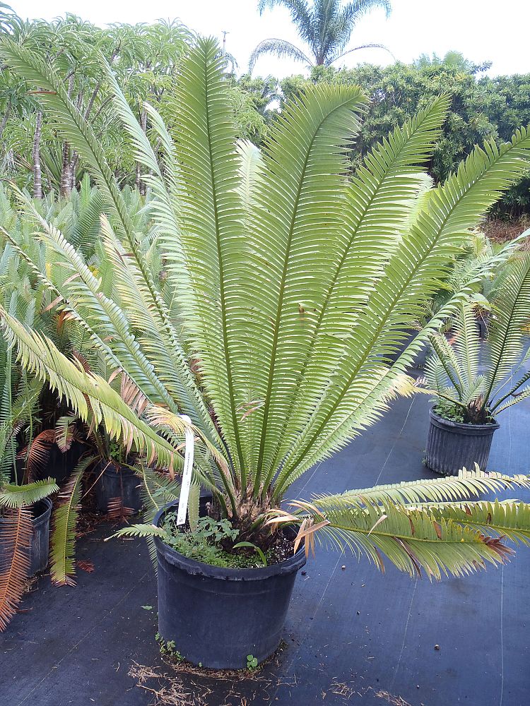 dioon-mejiae-cycad