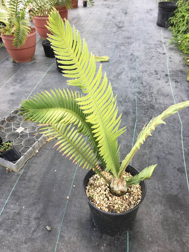 dioon-mejiae-cycad