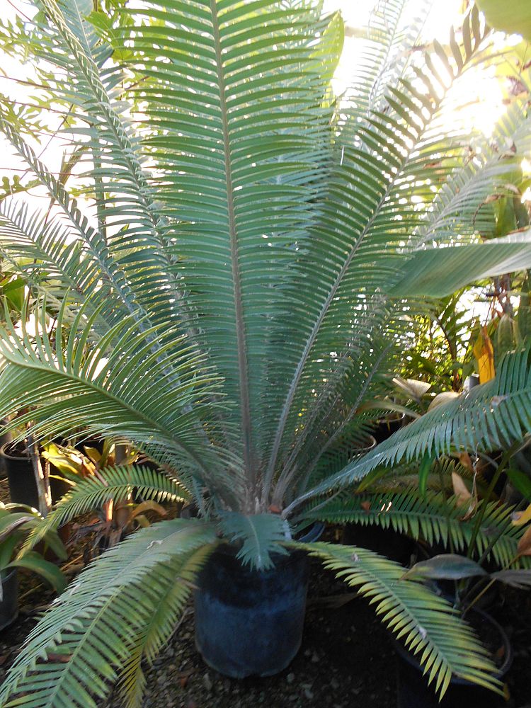 dioon-mejiae-cycad