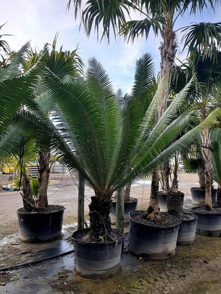 dioon-mejiae-cycad