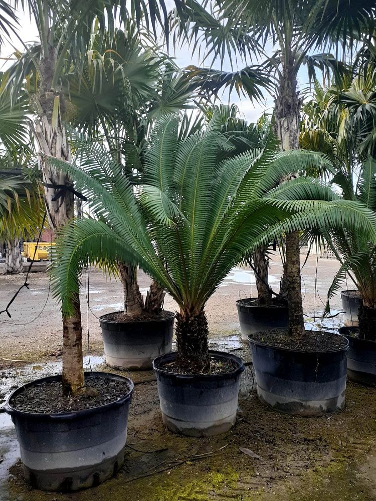 dioon-mejiae-cycad