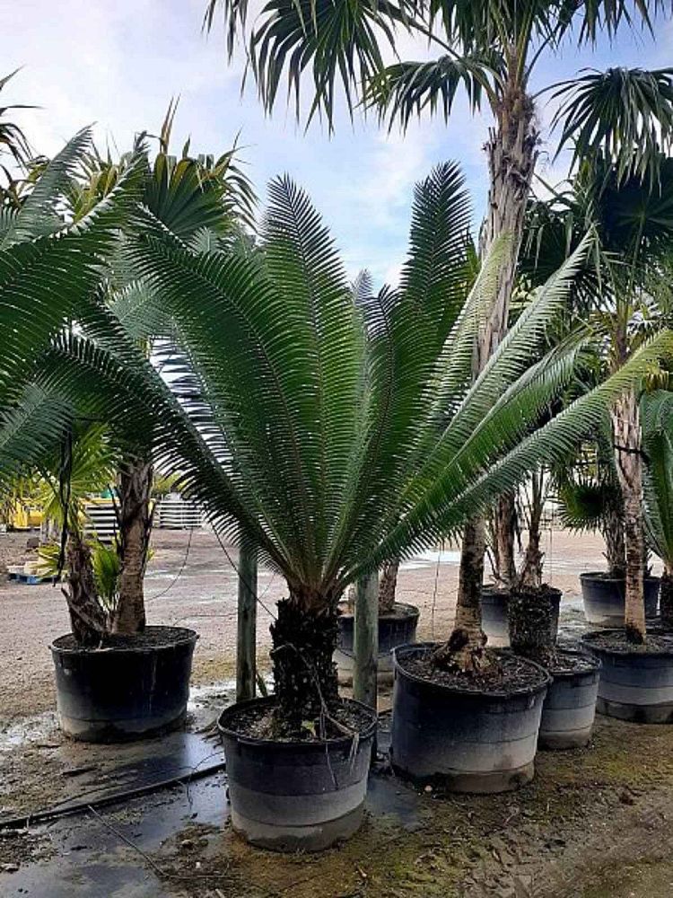 dioon-mejiae-cycad