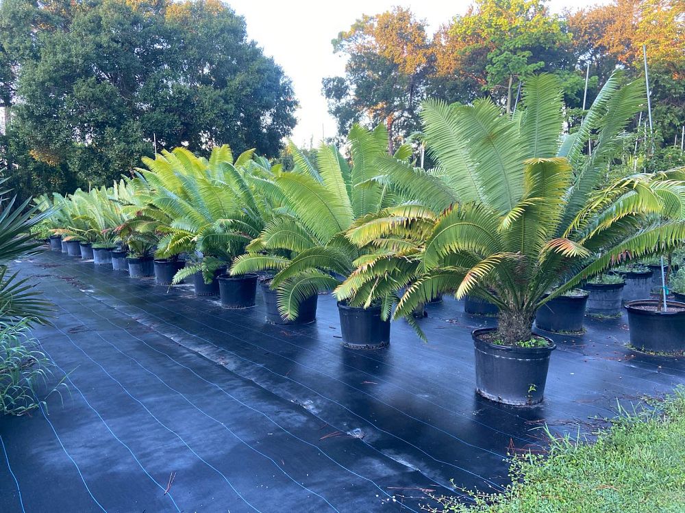 dioon-mejiae-cycad