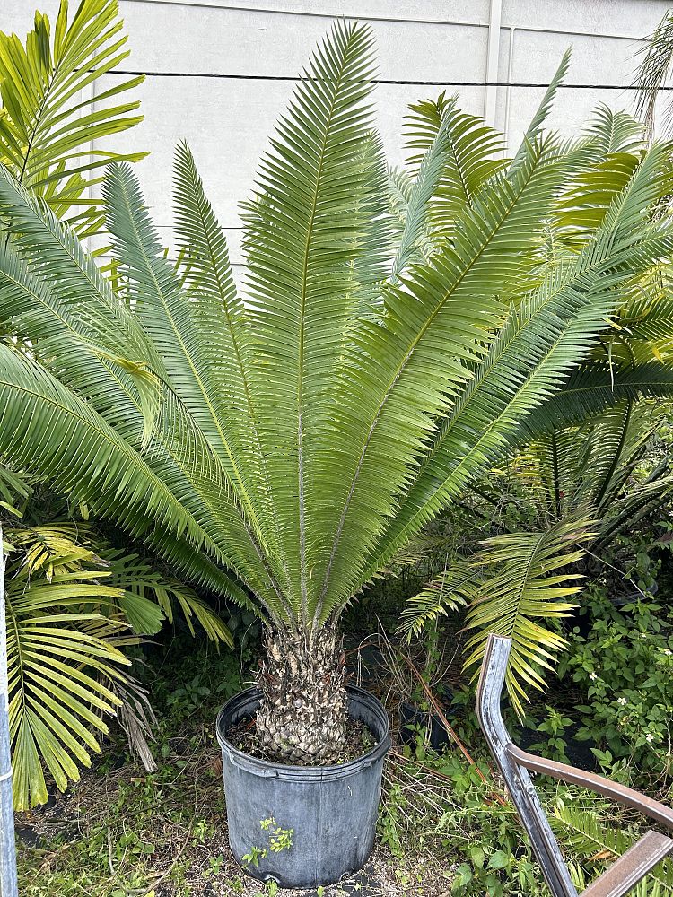 dioon-mejiae-cycad