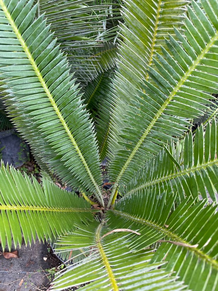 dioon-merolae-golden-oaxacan-dioon-cycad