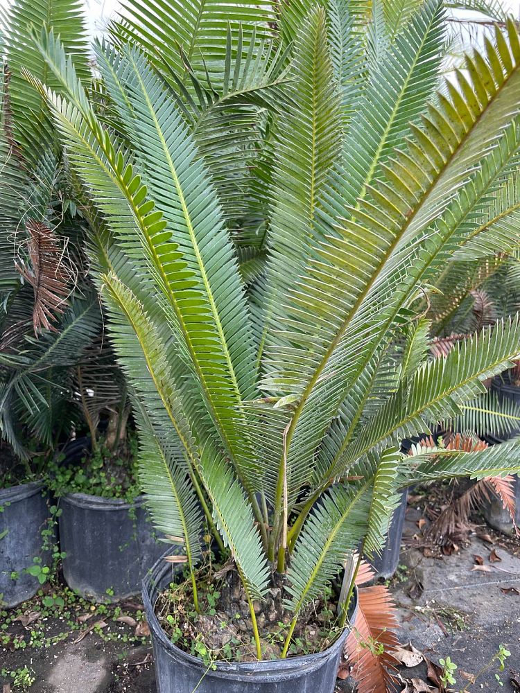 dioon-merolae-golden-oaxacan-dioon-cycad