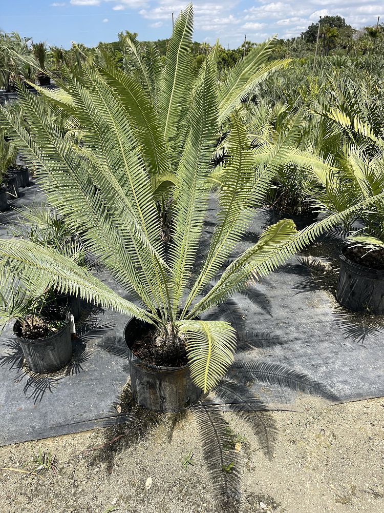dioon-purpusii-cycad