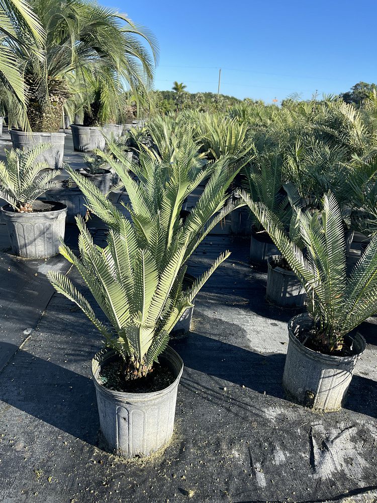 dioon-purpusii-cycad