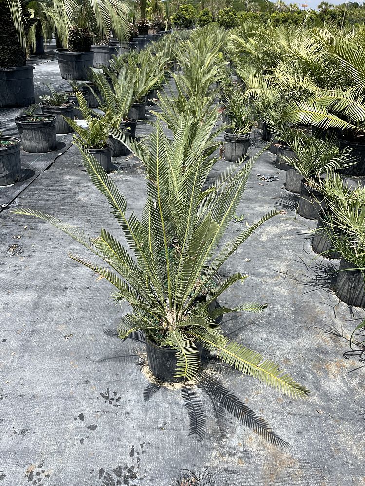 dioon-purpusii-cycad