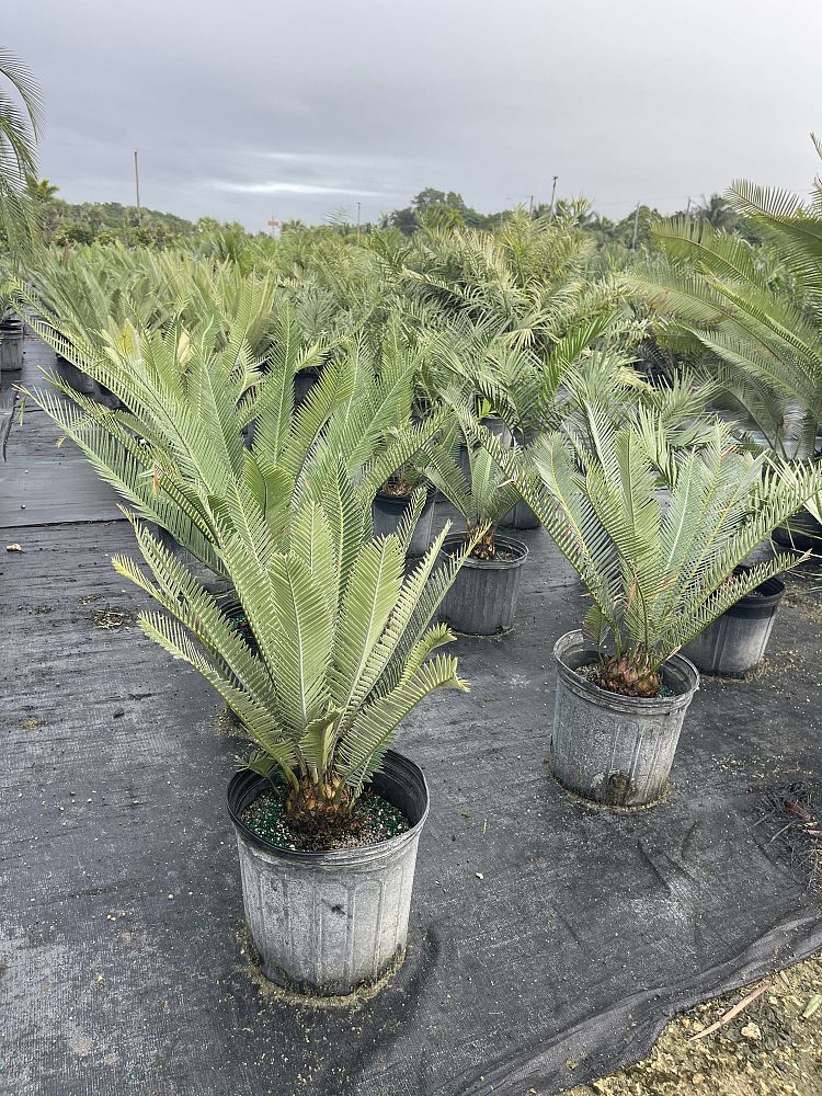 dioon-purpusii-cycad