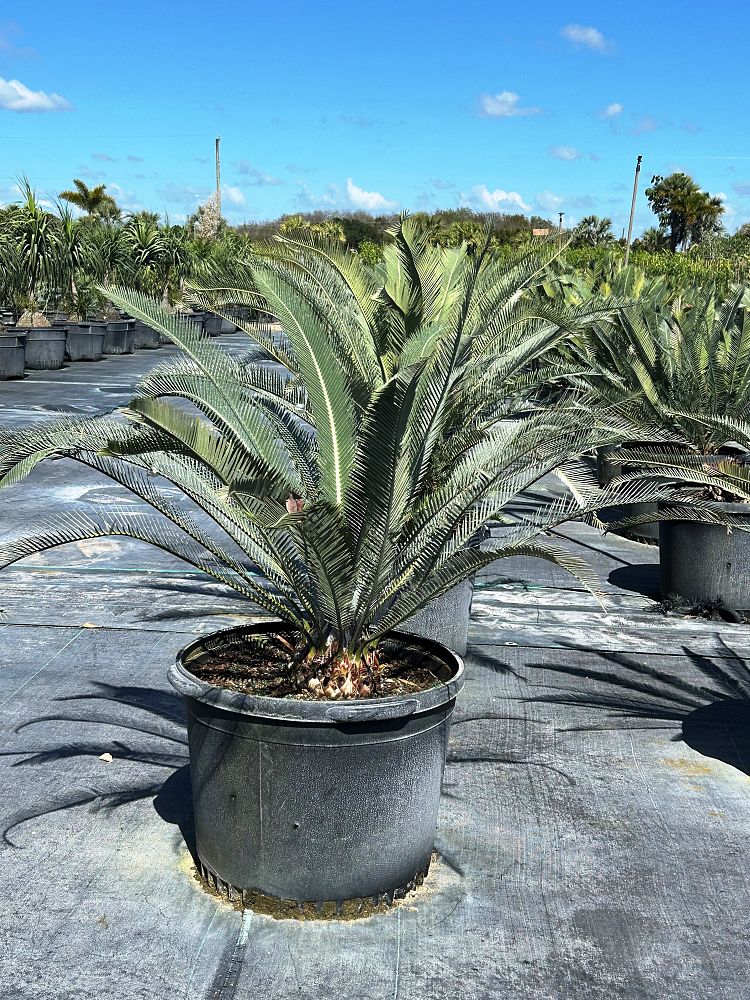 dioon-purpusii-cycad