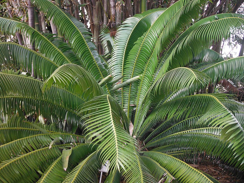 dioon-spinulosum-mexican-cycad