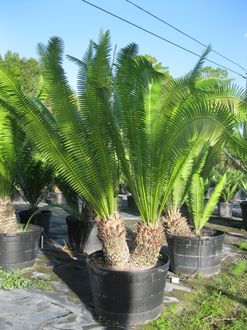 dioon-spinulosum-mexican-cycad