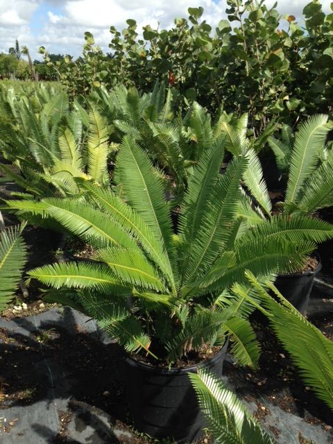 dioon-spinulosum-mexican-cycad