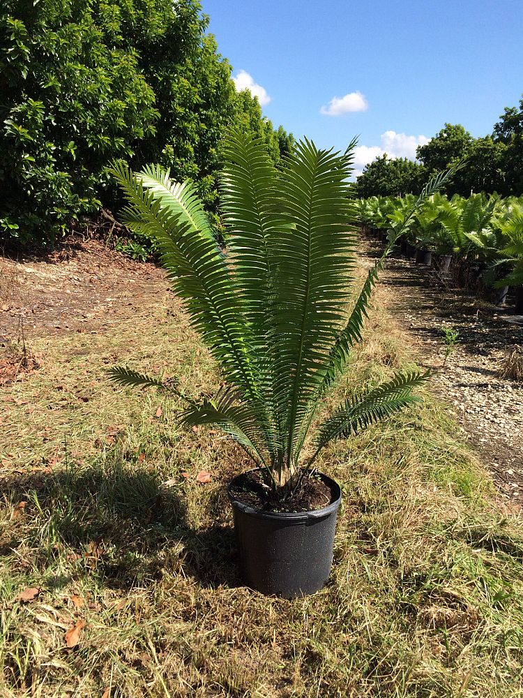 dioon-spinulosum-mexican-cycad