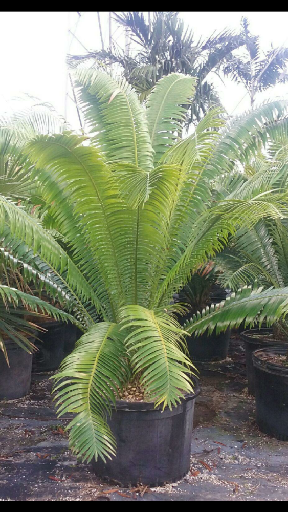 dioon-spinulosum-mexican-cycad