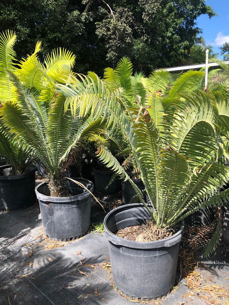 dioon-spinulosum-mexican-cycad