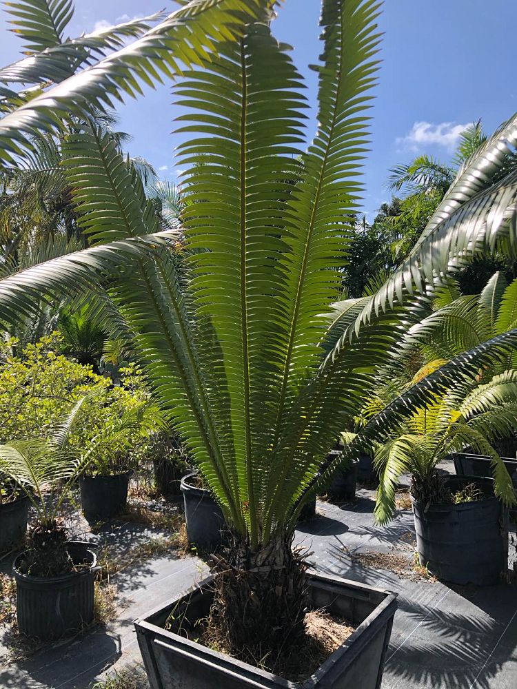 dioon-spinulosum-mexican-cycad