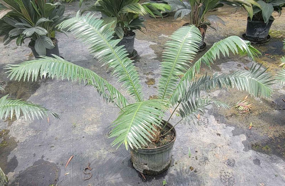 dioon-spinulosum-mexican-cycad