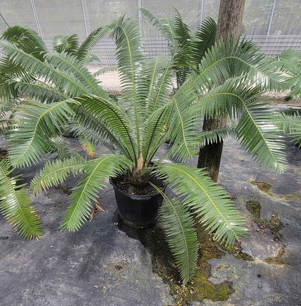 dioon-spinulosum-mexican-cycad