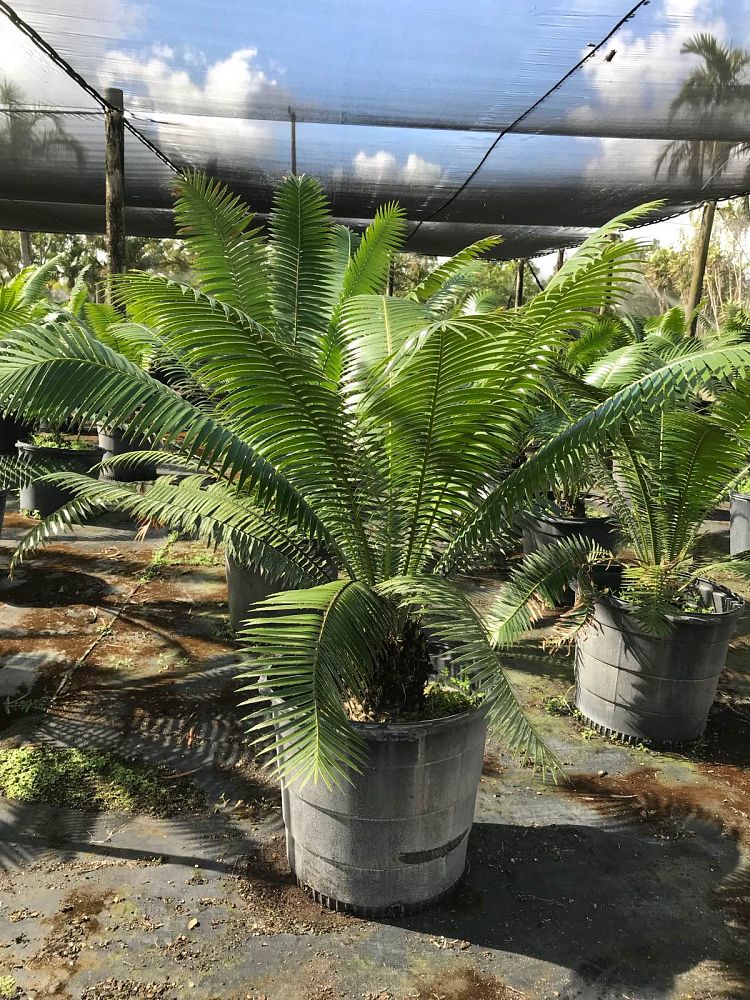 dioon-spinulosum-mexican-cycad