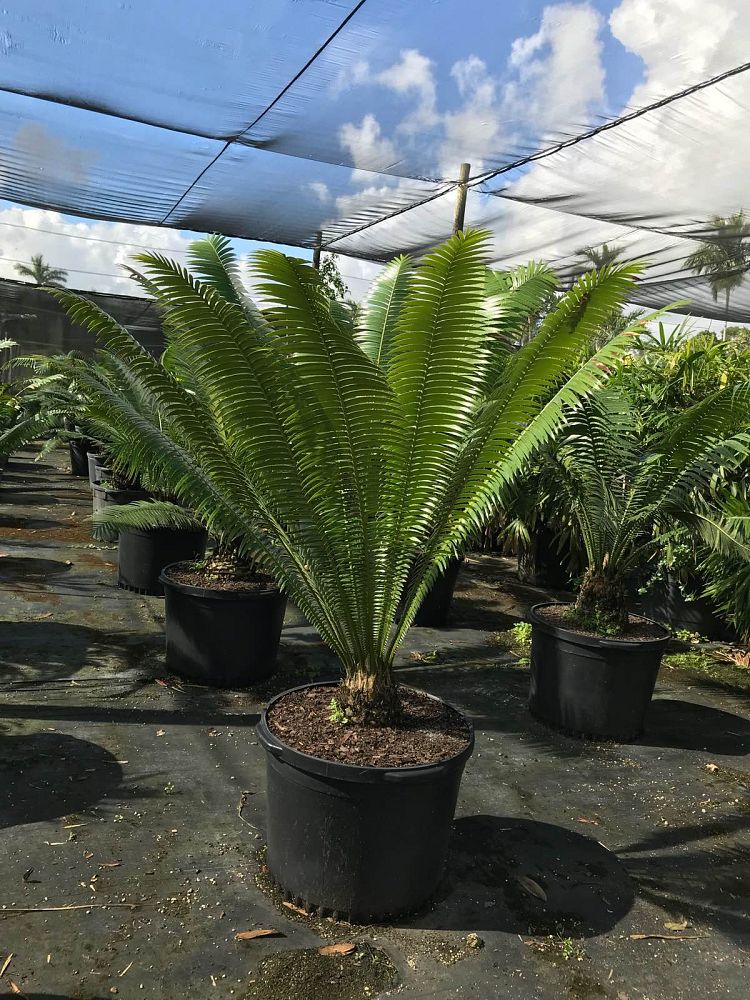 dioon-spinulosum-mexican-cycad